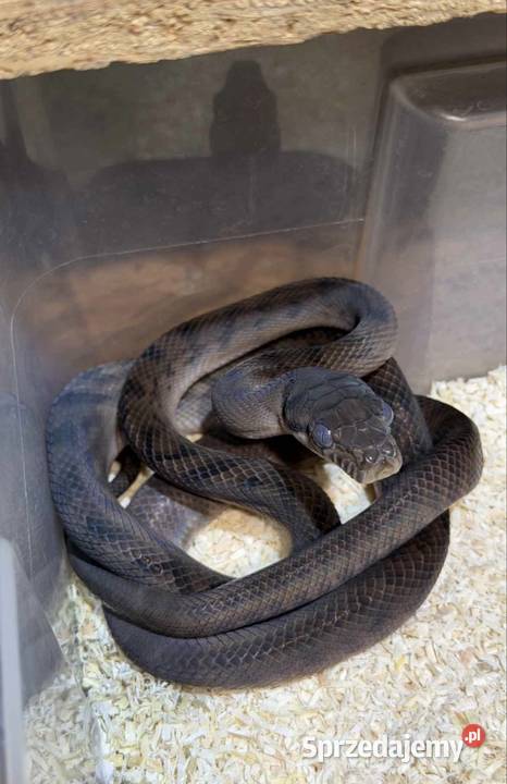 Samica wąż ametystowy Simalia amethistina Łódź