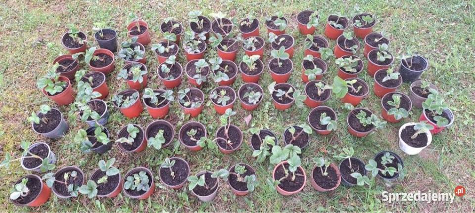 Sadzonki truskawek małopolskie Przyszowa