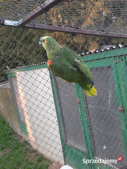 Amazonka niebieskoczelna samica 22r małopolskie Skała