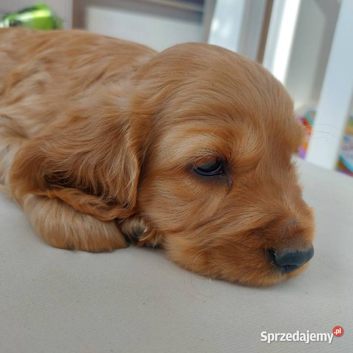 Cocker spaniel angielski piesek złoty lubelskie Moroczyn sprzedam