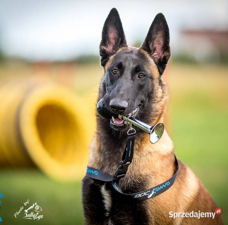 Owczarek Belgijski Malinois FCIZKWP Lubnów