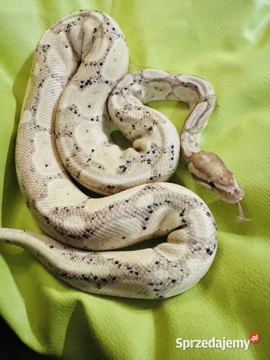 Dorosły Pyton Regius banana samiec