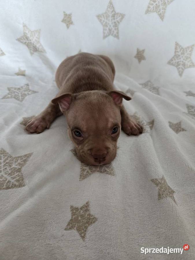 Śliczne szczenięta American Bully Pocket Marle pomorskie Gdańsk