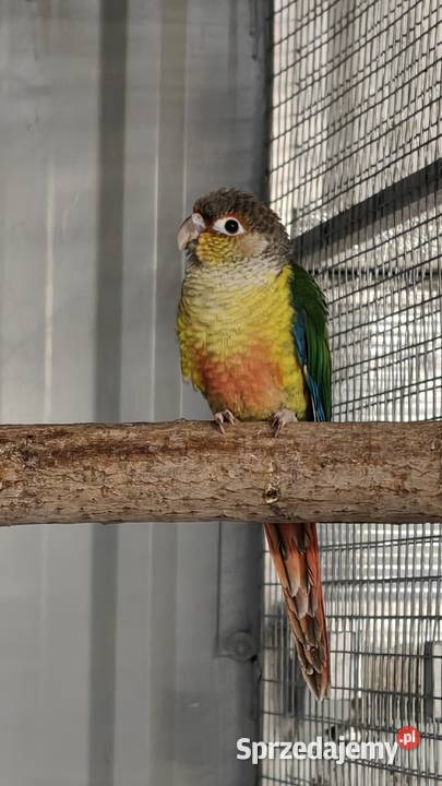 Rudosterka Rudosterki młode Głubczyce