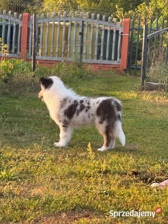 Owczarek szkocki długowłosy FCI Szczerców
