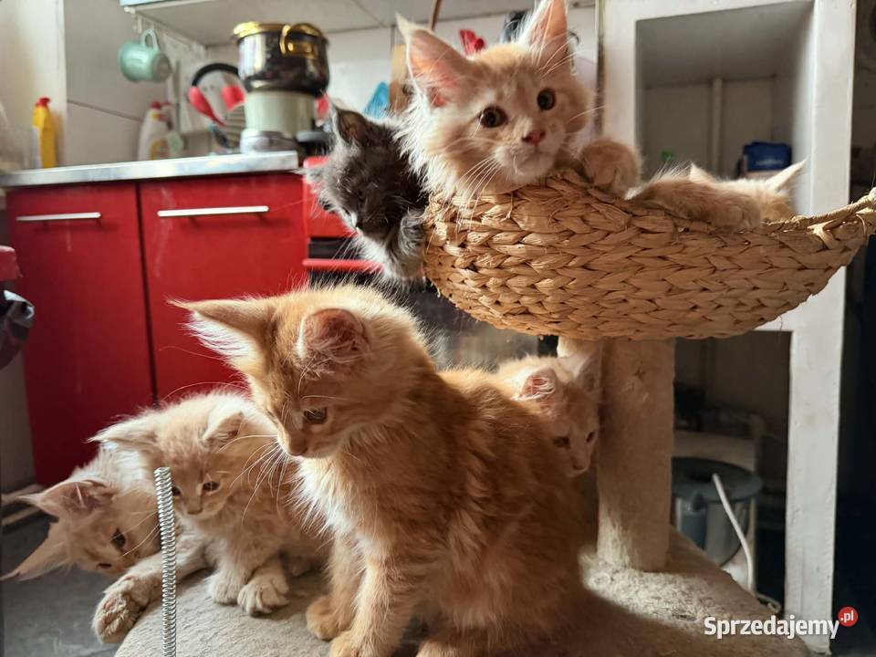 Maine Coon w maju odbiór maluszków Starogard Gdański