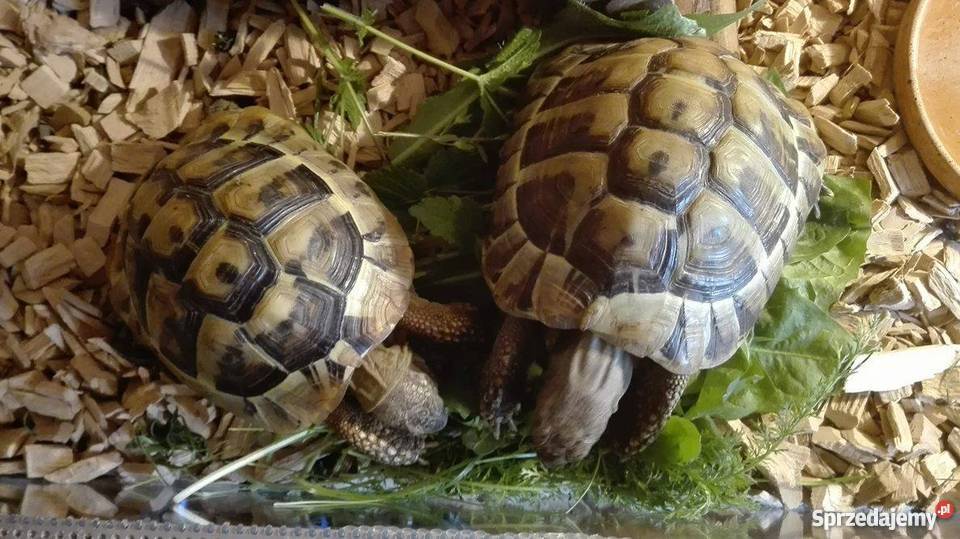 Żółwie greckie terrarium z oświetleniem Gliwice