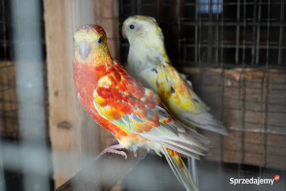 Para świergotów 20202023 Chmielnik