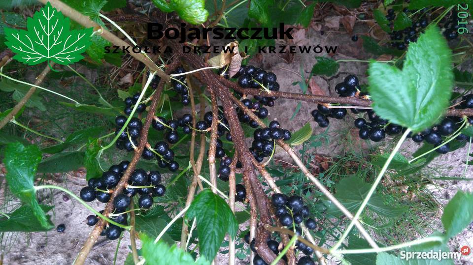 Sadzonki porzeczki czarnej TIHOPE licencja Stary Pożóg