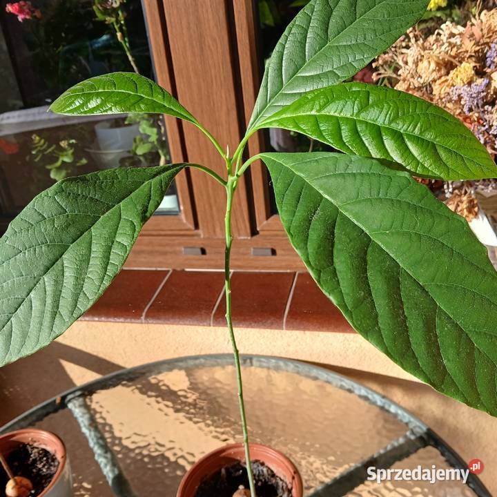 Avocado awokado roślina domowa Nowy Sącz