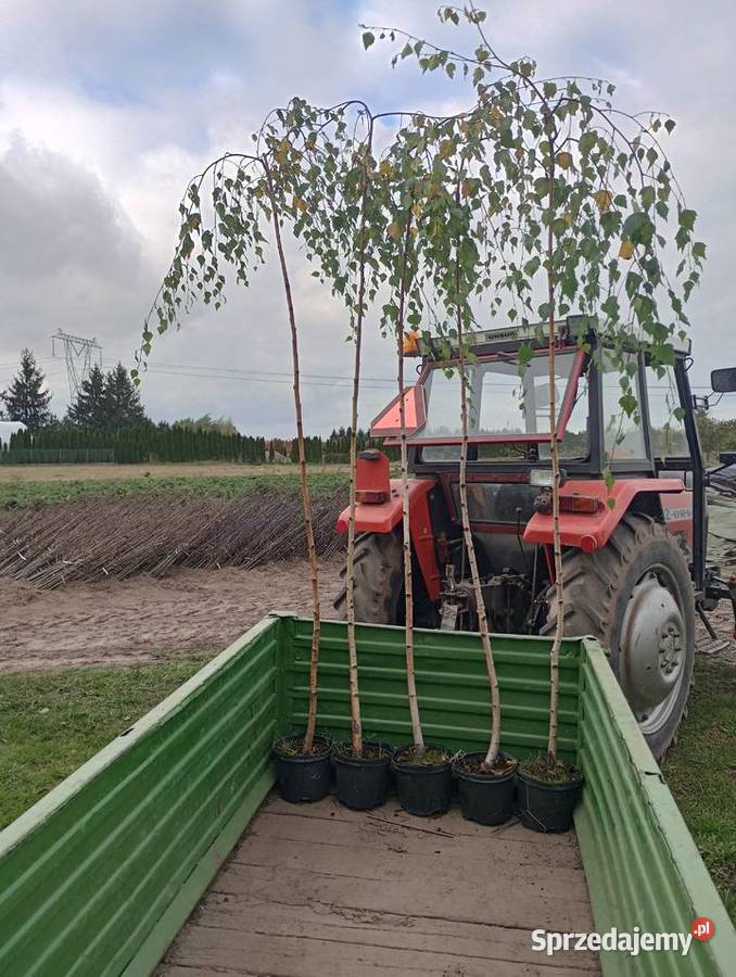 Brzoza youngi Sielce