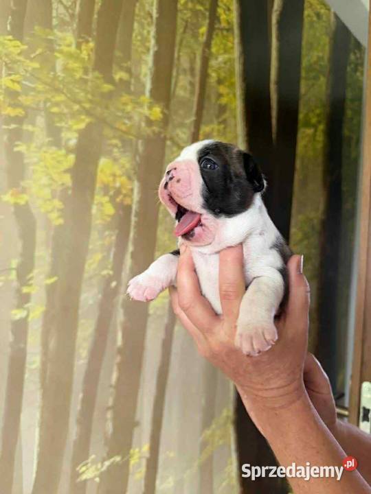 Boston Terrier ZKwP/FCI