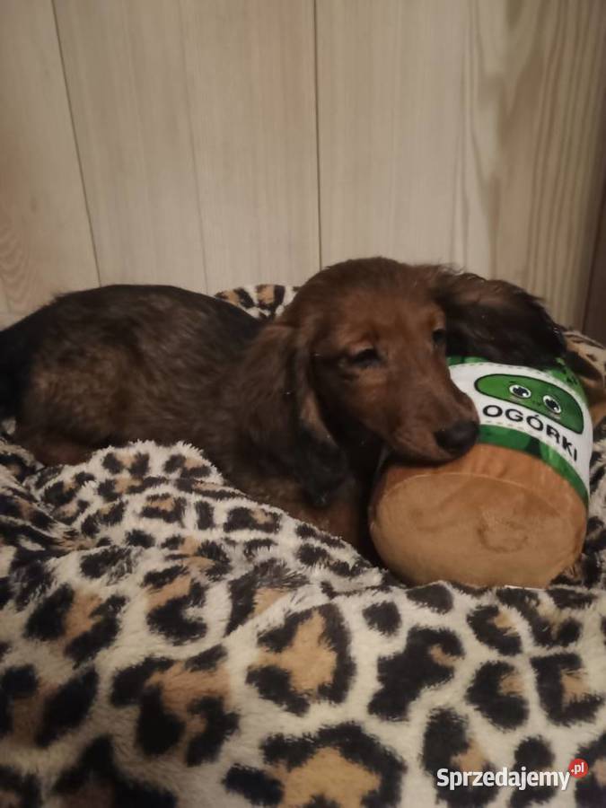 Jamnik długowłosy miniaturowy piesek Radziejów