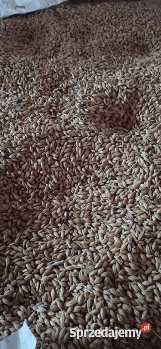 Sprzedam jeczmień ozimy paszowy Zboża Słomniki