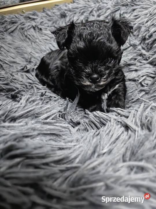 York Black piesek malutki piękny rodowód mazowieckie