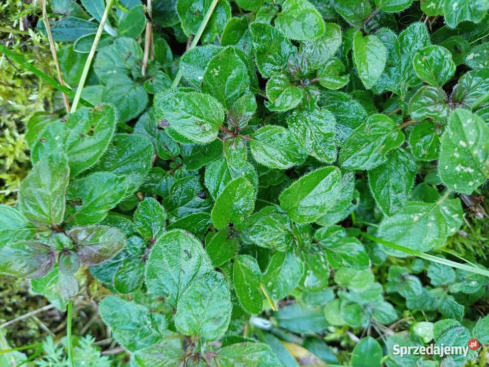 Oregano ziola sadzonka Dobrzyniewo Duże