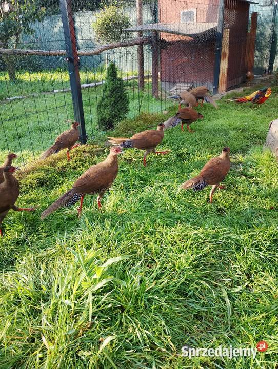 Bazanty srebrne młodzież Przydwórz