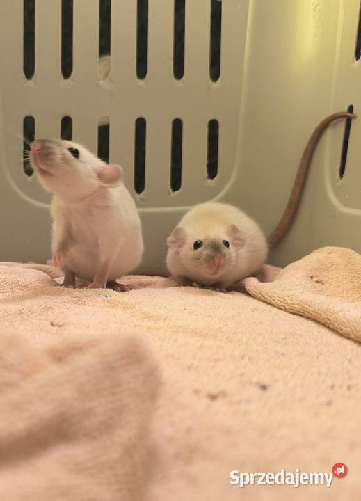 Dwa Szczury Dumbo Syjamskie Rasowe REX