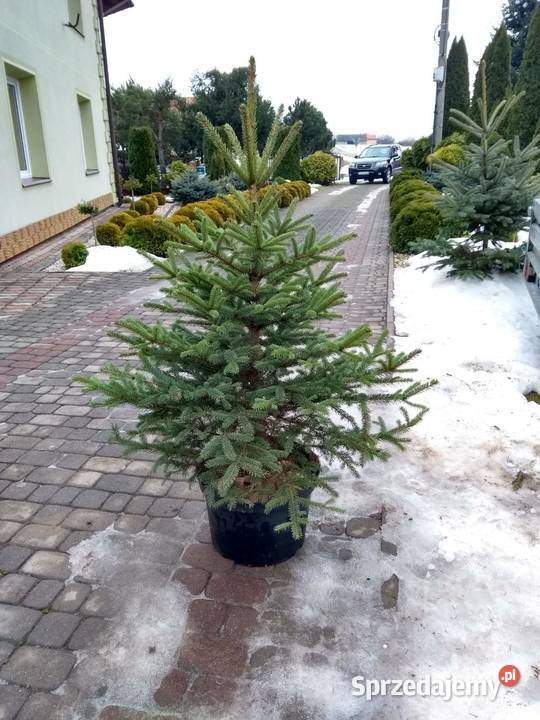 Choinka świąteczna żywa cięta w doniczkach