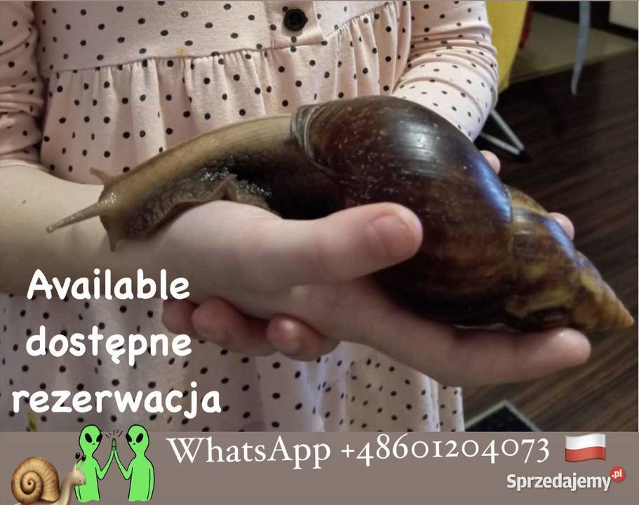 Ślimaki afrykanskie XXXL Dzieci Obserwatorów Gady i płazy Sosnowiec sprzedam