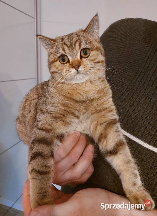 Kotka brytyjska złota ticked śląskie Zawiercie