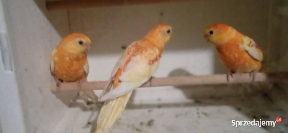 Świergotki oranż rubino Zduńska Wola