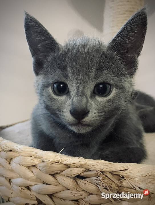 Kociaki Rosyjskie Niebieskie