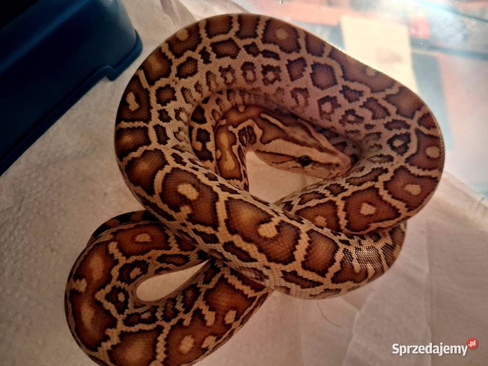 Młode Pytony birmańskie Python bivittatus Gady i płazy Katowice