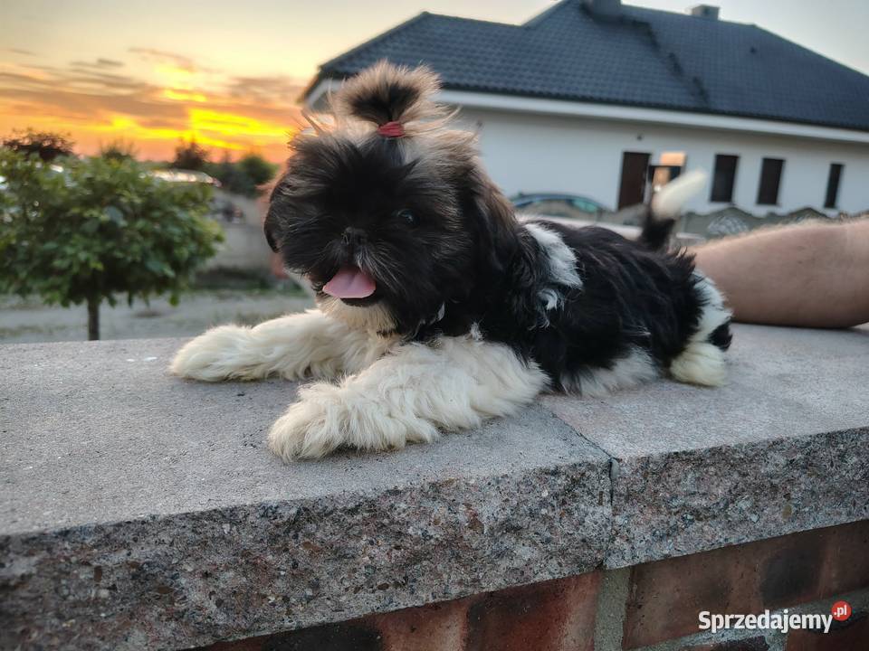 SHIH TZU szczeniaczki