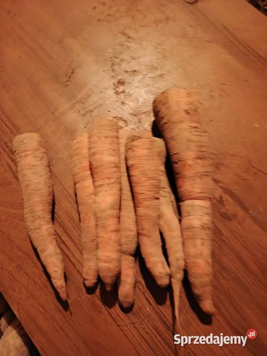 Marchewka ekologiczna Markowa