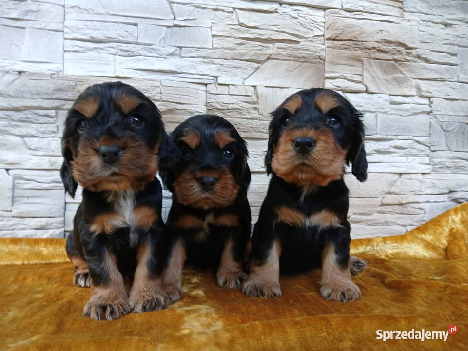 Śliczne Szczenięta Cocker Spaniel Angielski Sieradz sprzedam