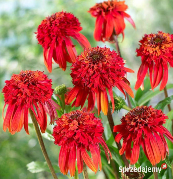 JEŻÓWKA HOT PAPAYA Echinacea sadzonki w Liściaste kujawsko-pomorskie Ustronie