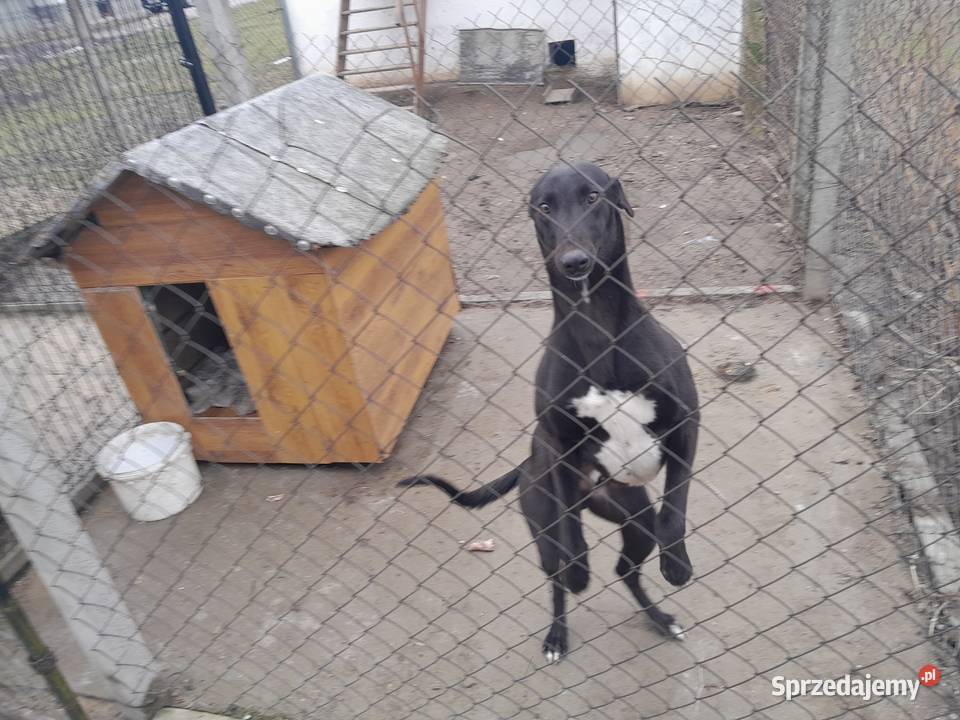 Pies chart Zwierzęta łódzkie Sadkowice