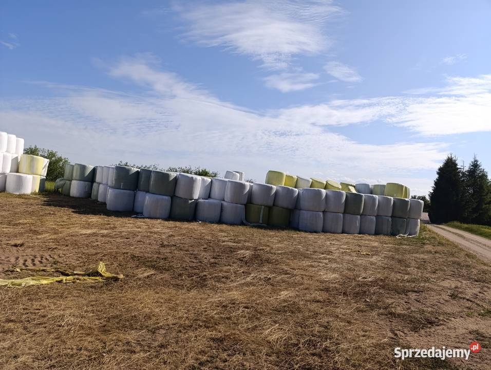 Koniczyna bele sianokiszonki