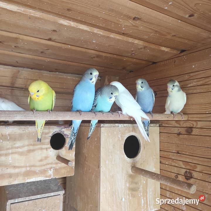 Papugi faliste i zeberki młode Nakło