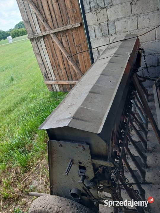 Siewnik poznaniak wielkopolskie Przedborów