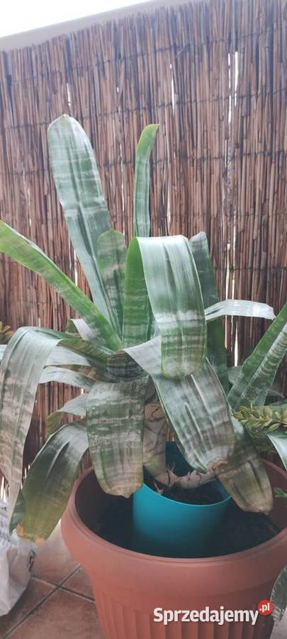 Kwiat ECHMEA wstęgowata Aechmea fasciata