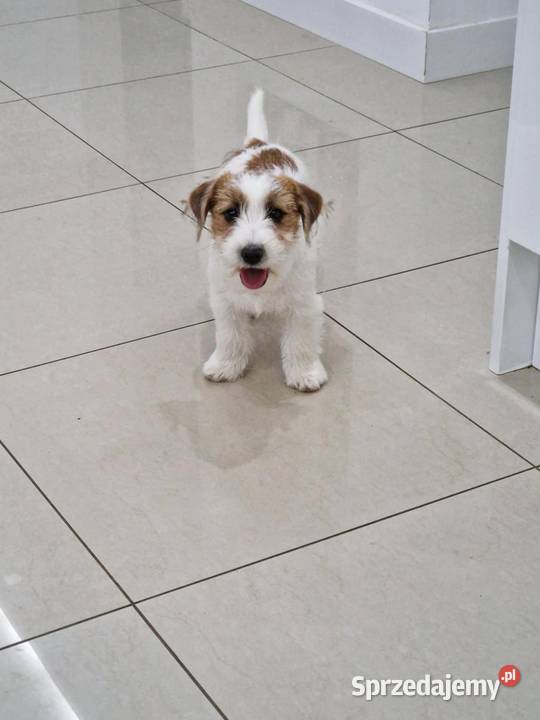 Jack Russell Terrier ZkwpFCI Jakubowice Konińskie sprzedam