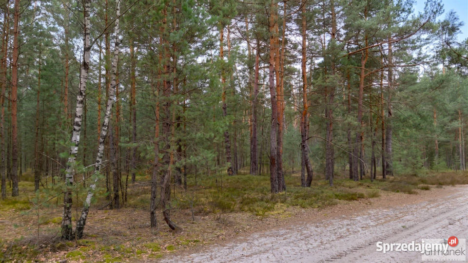 Działka 8929 metrów Majdan Kasztelański leśna