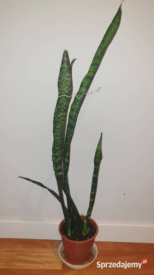 Sansewieria wysoka wysokość 80 Warszawa