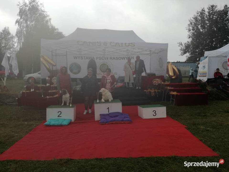 Golden Retriever śliczne szczeniaki Champion Golden Retriever Radomsko