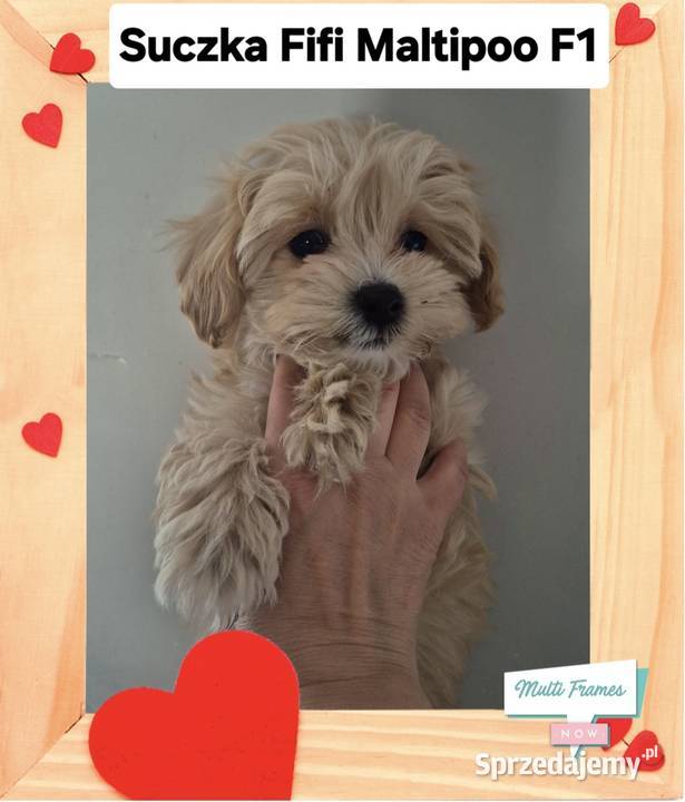 Maltipoo F1 suczki I chlopiec Inowrocław