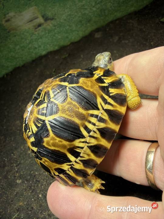Żółw promienisty