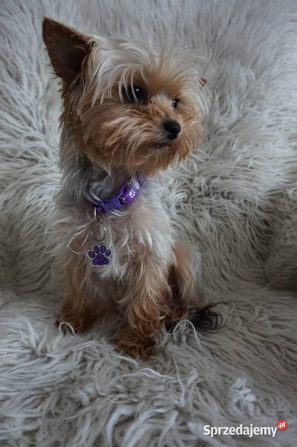 Piesek Yorkshire Terrier
