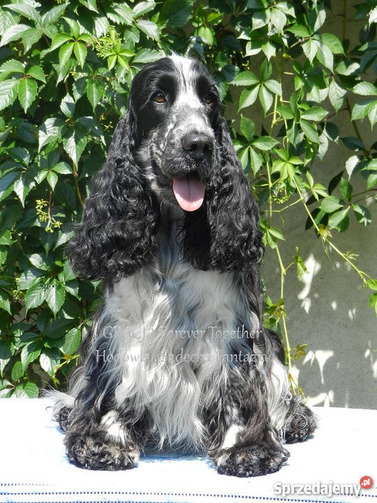 Cocker Spaniel Angielski Suczka z metryką ZKwP Nowy Sącz sprzedam