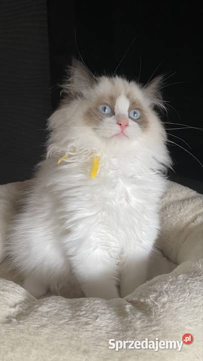 Kocurek Ragdoll rodowód FIFE Ragdoll zachodniopomorskie Szczecin