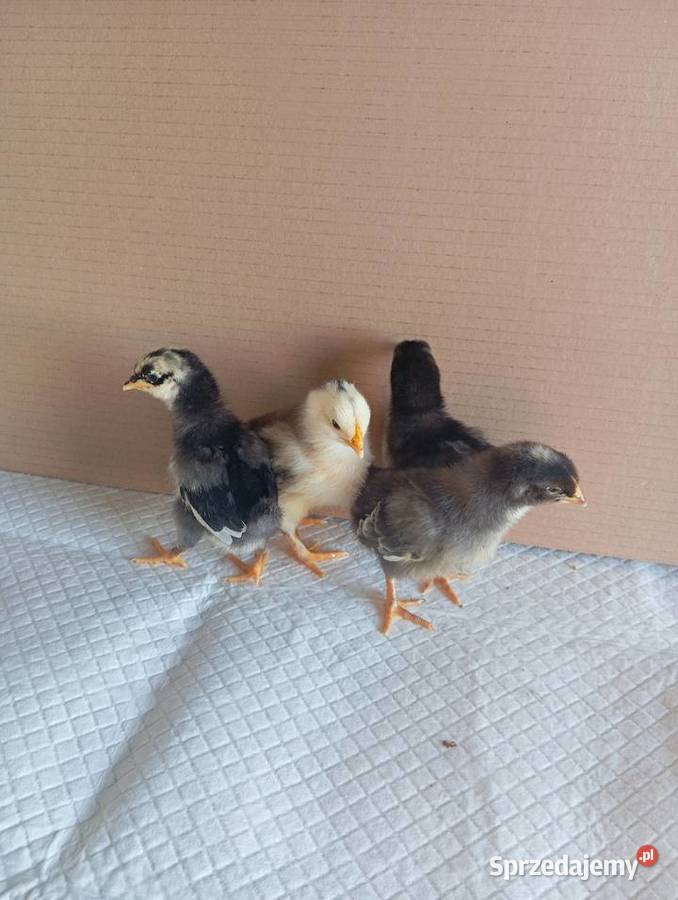 Kurczaki Silverudd Marans Tęczanka Czernichowska
