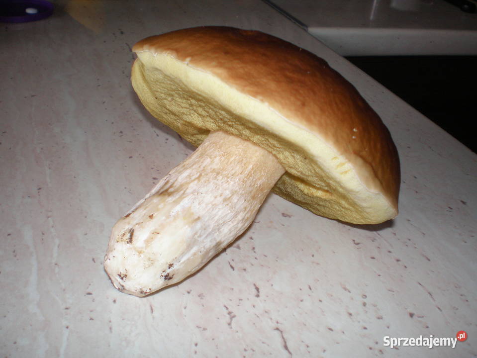 suszone grzyby prawdziwek Skoczów sprzedam