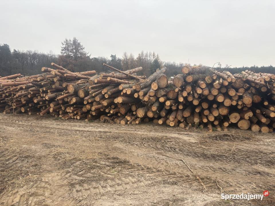 Drewno opałowe Sośna Turkowice sprzedam