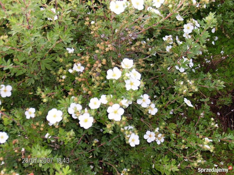 Pięciornik krzewiasty Goldstar Bydgoszcz